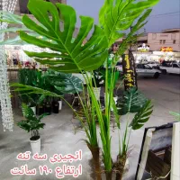 درختچه خارجی قیمت مناسب