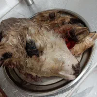 کله پاچه بره