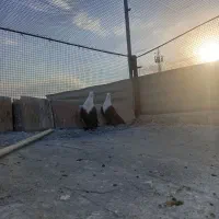 کفتر کلاغ کربلایی