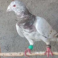 کفتر|پرنده|شال, |دیوار