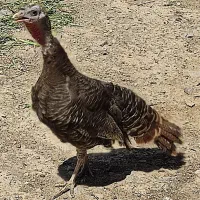 بوقلمون برنز تخم گذار زیر قیمت