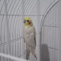 عروس هلندی سفید و نژاد خاص