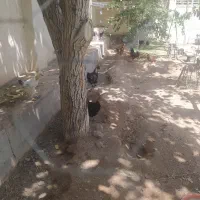 باغ-ویلا-طینوج