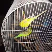 مرغ عشق اینگلیسی|پرنده|هشتگرد, شهرک وحدت|دیوار