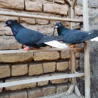 کبوتر ۳جفت زیل دمسفید|پرنده|تاکستان, |دیوار