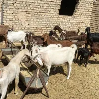 بز ومیش دورگ پاکستانی آلپاین مورسیا شیرا