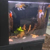 چهار عدد ماهی گلی واگذاری رایگان