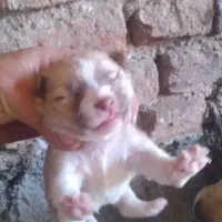 توله های بوبی پامر سرابی|سگ|سراب, |دیوار