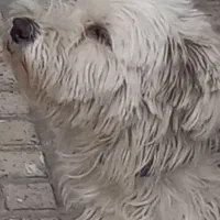 واگذاری سگ شیتزو تریر