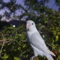 کوتوله برزیلی