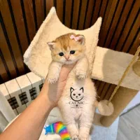 گربه بریتیش