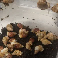 حلزون آلبینو