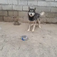 سگ هاسکی نر