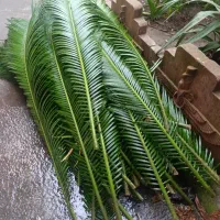 فروش برگ سیکاس