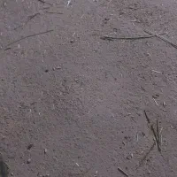 ۳تا گوساله نر هلشتاین اصل