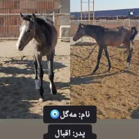 اسب|اسب و تجهیزات اسب‌سواری|سبزوار, قصبه غربی|دیوار