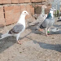 کبوتر پرشی|پرنده|آزادشهر, |دیوار