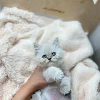 گربه های زیبا