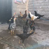 مرغ و خروس لاری|حیوانات مزرعه|چاراویماق, |دیوار