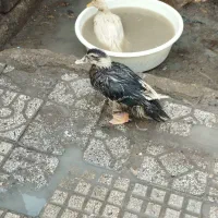 اردک|حیوانات مزرعه|مشهد, نوغان|دیوار