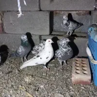 کفتر کهنوج|پرنده|کهنوج, |دیوار