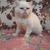 گربه پرشین نر تقربا 21ماهه