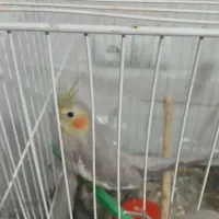 عروس با جوجه|پرنده|شاهرود, |دیوار