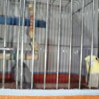 طوطی مولدگیرینچیک و عروس پاریس|پرنده|اهواز, منبع اب|دیوار