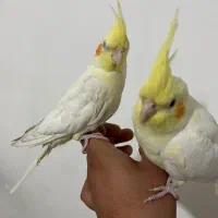 یه جفت عروس هلندی|پرنده|ایذه, |دیوار