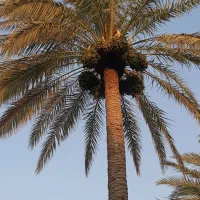 باغ نخل تفریحی روسای کدایی|فروش زمین و ملک کلنگی|ریگ, |دیوار