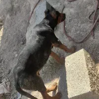 دو توله سگ دوبرمن اصل|سگ|مشهد, میان ولایت|دیوار