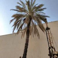 قطع برش نخل و درخت و دیمیت|خدمات باغبانی و درختکاری|بندر گناوه, |دیوار