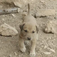 توله سرابی با خط خونی بالا