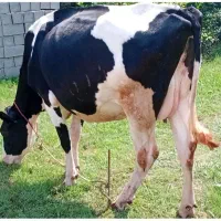 گاو هلشتاین ۵ماه شکم شیری  تخفیف دار