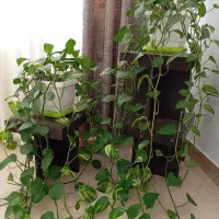 گل پتوس|گل و گیاه طبیعی|کرج, شاهینویلا|دیوار