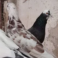 کبوتر پرشی فقط دونه ای ۲۰۰تومن|پرنده|قم, تعویض پلاک|دیوار