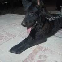 سگ شپربلک موبلند نر|سگ|تربتحیدریه, پائین ولایت|دیوار