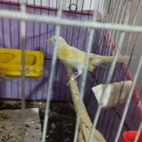 ماده موازییکی روشن|پرنده|عطاملک, |دیوار