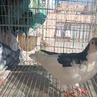 چپ سیاه وامری سیاه ماده|پرنده|بردسکن, |دیوار