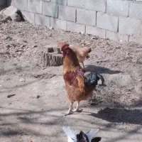 خروس محلی جوان|حیوانات مزرعه|تویسرکان, |دیوار