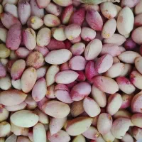 پسته