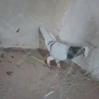 نر مینا اغون