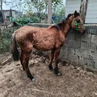 مادیان|اسب و تجهیزات اسب‌سواری|رضوانشهر, |دیوار