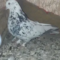 اصفهانی پر سو قدیم