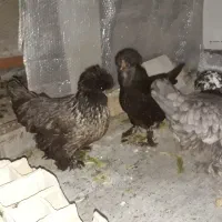 فروش مرغ سلطان|حیوانات مزرعه|اندیشه, اندیشه فاز ۵|دیوار