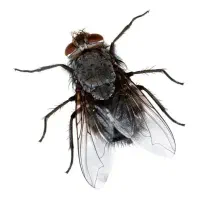پودر جاذب مگس