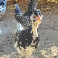 تخم مرغ نطفه دار گلین چهل جیل و ریشو خالدار