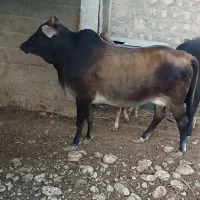 فروش گاو