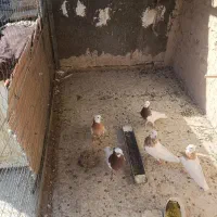 طوقی|پرنده|کاشمر, |دیوار