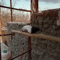 کلاغ ماده واکسی پالخت